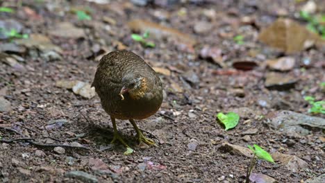 Inflando-Sus-Plumas-En-El-Suelo-Con-Comida-En-La-Boca-Y-Luego-Llega-Otro-Para-Ir-A-La-Derecha,-Perdiz-De-Pecho-Escamoso-Tropicoperdix-Chlorpus,-Tailandia