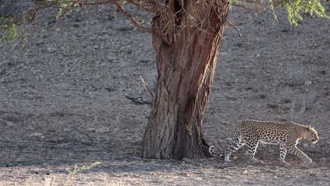 Hembra-Adulta-De-Leopardo-Caminando-Por-Un-Gran-árbol-En-Kgalagadi,-Sudáfrica