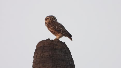 owl-sitting-on-tree-