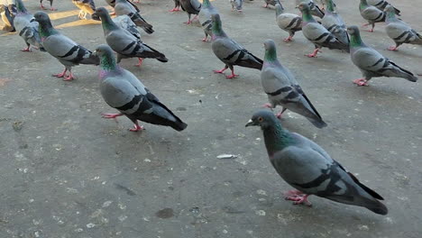 Observe-a-flock-or-kit-of-rock-pigeons,-commonly-known-as-Indian-rock-pigeons,-scurrying-about-at-dusk,-adding-movement-and-liveliness-to-the-twilight-atmosphere