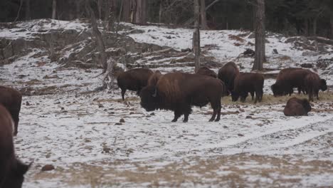 Herde-Von-Moschusochsen-Weiden-Im-Winter-In-Quebec,-Kanada