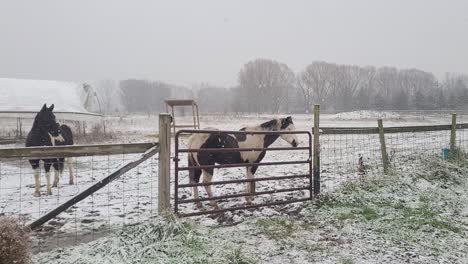 Majestic-American-Paint-Horses-in-a-snowy-pasture-during-blizzard-,-handheld-view