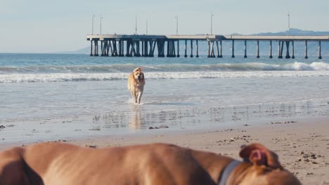 Dogs-on-Sandy-Beach,-Golden-Retriever-Running-on-Sand-With-Ball-Toy-in-Mouth,-Slow-Motion