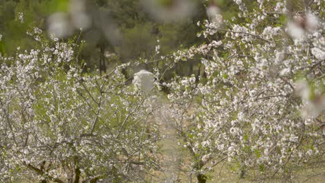 Kirschbäume-Mit-Weißen-Blüten
