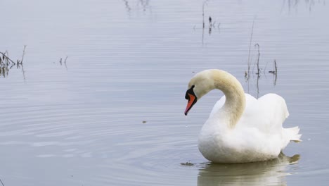 White-swan-on-calm-floodplain-waters,-waterbirds-enjoying-the-wet-winter-landscape-in-the-UK