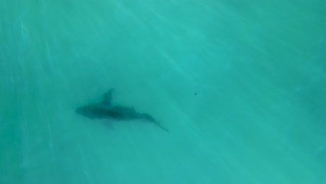 Great-white-shark-in-murky-sandy-depths-of-ocean-off-coast-of-California-as-water-sparkles