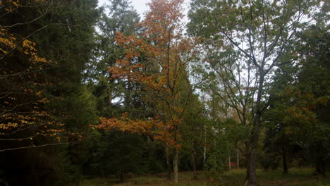 wide-shot-of-a-tree-with-autumn-leaves-at-Blackwater-Arboretum