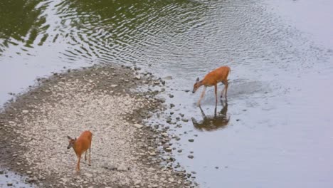 Two-White-Tailed-Deer-Peacefully-Strolling-Base-of-Rocky-Riverbed
