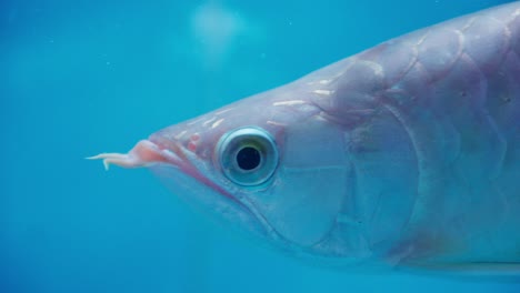 -Asian-arowana-or-dragonfish,-in-a-freshwater-aquarium