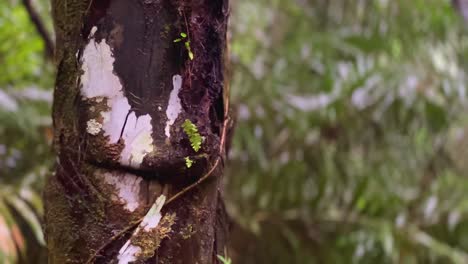 Agua-De-Lluvia-Goteando-Sobre-El-Tronco-De-Una-Palmera-En-El-Bosque