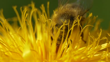 Biene-Sammelt-Pollen-In-Gelben-Blüten-Während-Der-Bestäubungszeit