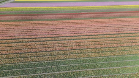 Volando-Sobre-El-Campo-De-Tulipanes-Multicolores-En-Los-Países-Bajos-En-Primavera