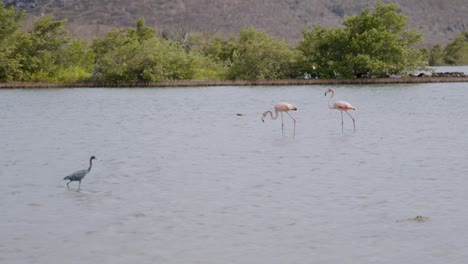 Two-pink-flamingos-wade-in-tranquil-water-with-lush-greenery-in-the-background