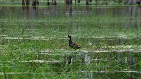 Visto-Mirando-Directamente-A-La-Cámara-Y-Hacia-La-Derecha-Mientras-Se-Ve-En-Medio-De-Un-Humedal,-Jacana-Metopidius-Indicus-De-Alas-De-Bronce,-Tailandia