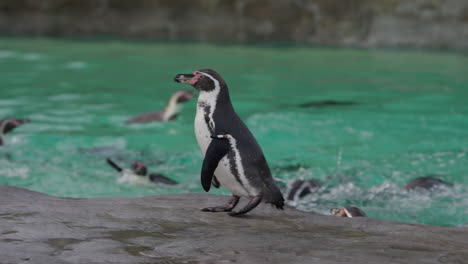 Pingüino-De-Humboldt-Siguiendo-Al-Cuidador-Del-Zoológico-Siendo-Alimentado-Con-Peces-Rodeado-Por-Una-Colonia-De-Pingüinos