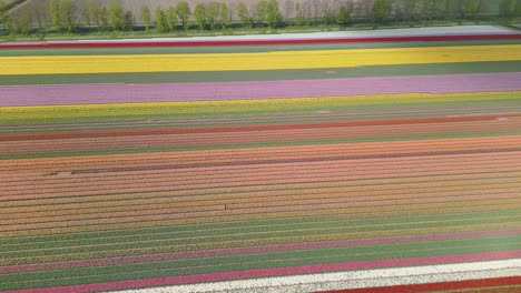 Aerial-view-of-tulips-field-at-sunny-spring-in-countryside,-The-Netherlands