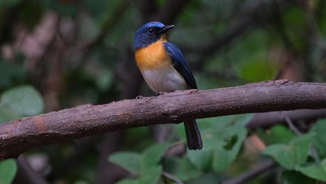 Camera-zooms-out-while-this-bird-faces-to-the-right,-Indochinese-Blue-Flycatcher-Cyornis-sumatrensis-Male,-Thailand