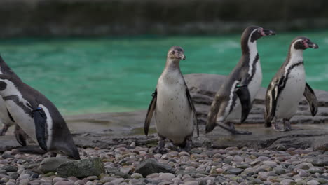 Junges-Humboldt-Pinguin-Küken-Wartet-Im-Zoo-Mit-Kolonie-Darauf,-Mit-Fisch-Gefüttert-Zu-Werden