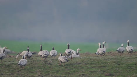 Flock-of-Bar-headed-Goose-resting-in-morning