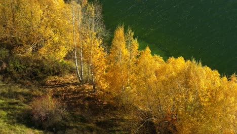 Atemberaubende-Goldfarbene-Blätter-Während-Des-Jahreszeitenwechsels-In-Der-Natur,-Wairepo