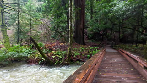 Boardwalk-And-Fallen-Trees-Over-Flowing-Creek-At-Muir-Woods-National-Monument-In-Mill-Valley,-California