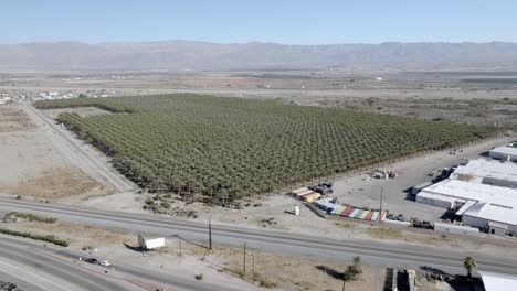 Large-palm-tree-nursery-in-Coachella,-California-with-drone-video-wide-and-moving-forward