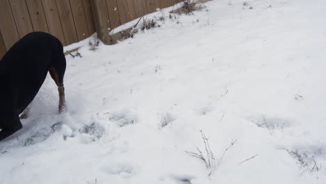 Black-Doberman-running-through-snow-covered-yard,-super-slow-motion-capture