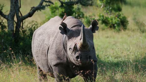 Rinoceronte-De-Labios-Gancho-Con-Pájaros-Posados-Sobre-La-Soleada-Sabana-En-La-Conservación-De-Ol-Pejeta,-Kenia,-África