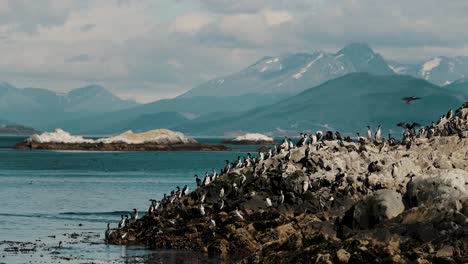 Colonies-Of-King-Cormorant-Birds-On-Mountainous-Island-Across-The-Beagle-Channel-In-Tierra-del-Fuego,-Ushuaia,-Argentina