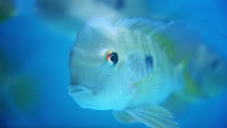 Argentine-humphead,-triped-sea-fish-In-the-aquarium