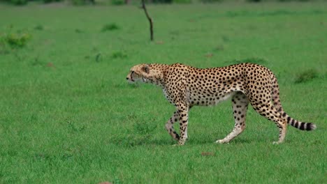 Un-Guepardo-Adulto-Caminando-Sobre-Pastizales-En-El-Parque-Nacional-Masai-Mara-En-Kenia