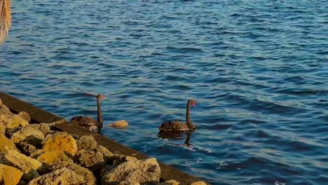 Schwarze-Schwäne-Mit-Jungschwänen-Im-Swan-River,-Perth,-Westaustralien