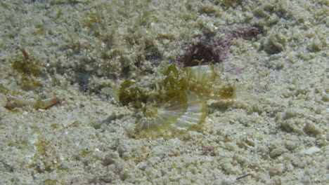 Beautiful-pegasus-sea-moth-using-his-wing-like-fins-too-slowly-crawly-on-the-sandy-ocean-floor