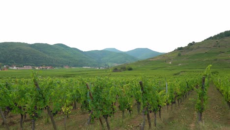 Grüne-Weinberge-In-Der-Nähe-Des-Dorfes-Kayserberg-In-Colmar-Mit-Häusern-In-Der-Ferne-Im-Herbst