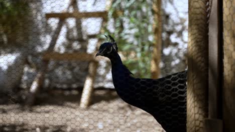 Hermoso-Pavo-Real-Parado-Detrás-De-Una-Valla-Alambrada,-Cautiverio-De-Animales