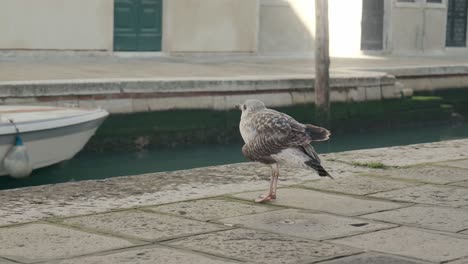 Seagull-Strolling-by-Venetian-Waters