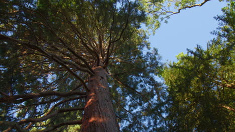 The-Towering-Redwood-Tree-Stands-Out-Against-the-Canvas-of-a-Clear-Blue-Sky-in-the-Forest-in-Baden-Baden,-Germany---Low-Angle-Shot