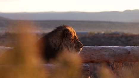 lion-basking-in-morning-sun-revealed-behind-bush-slider-move-in-wildlife-reserve