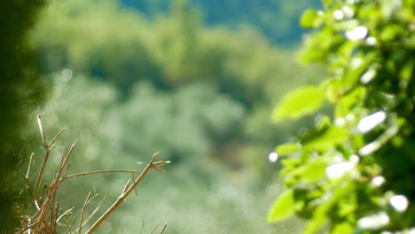 Fokussieren-Sie-Sich-Auf-Die-Details-Eines-Olivenzweigs-Bis-Hin-Zum-Weinberg-In-Der-Ferne