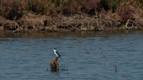 Camera-zooms-out-and-slides-to-the-left-while-this-bird-looks-to-side-for-some-crabs-to-eat,-collared-kingfisher-Todiramphus-chloris,-Thailand