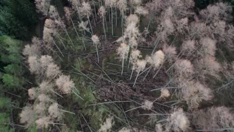 Vista-De-Drones-Que-Muestra-Daños-Importantes-Causados-Por-Una-Fuerte-Tormenta-En-Un-Bosque-De-Pinos-En-Escocia