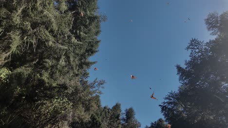 Toma-Orbital-De-Mariposas-Monarca-Volando-Pacíficamente-En-El-Cielo-Azul,-El-Rosario-Michoacán,-México