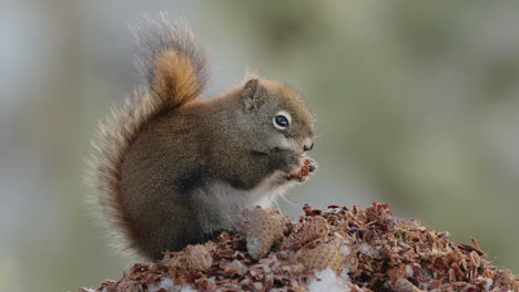 American-Red-Squirrel-Eating-Nuts-In-Yukon,-Canada