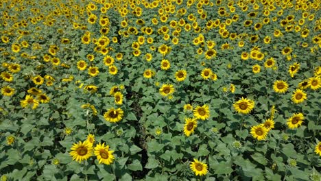 Luftaufnahme-Des-Sonnenblumenfeldes-An-Einem-Sonnigen-Tag