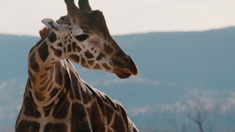 Giraffe-grazing-and-eating-slow-motion-close-up