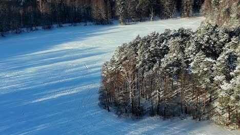 Eine-Gruppe-Schneebedeckter-Bäume-Auf-Einem-Riesigen,-Schneebedeckten-Feld