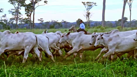 With-patience-and-skill,-farmhand-guides-cattle-towards-their-destination