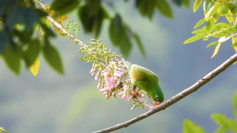 Orange-Chinned-Parakeet-on-Swaying-Branch-Near-Pink-and-Green-Flora