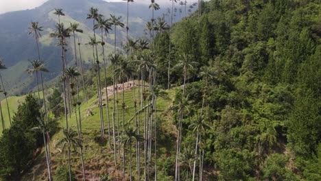 Aerial-fly-over-view-of-Cocora-Valley's-Wax-Palms,-Colombia