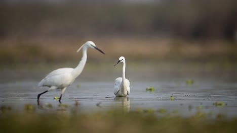 The-Little-Egrets-looking-for-Fish-in-Pond